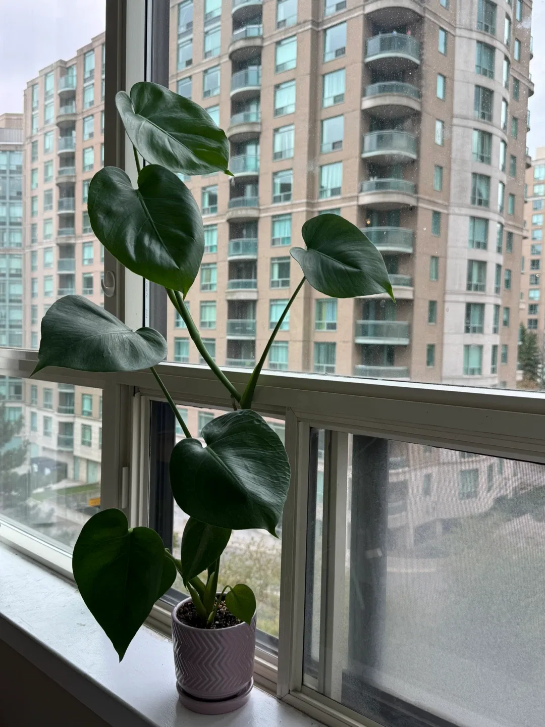 Monstera Plant in purple Pot image indicator(4)