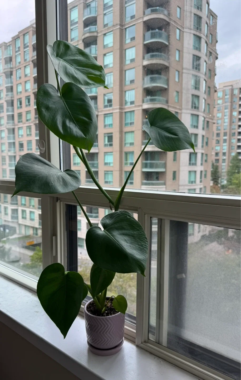 Monstera Plant in purple Pot thumbnail