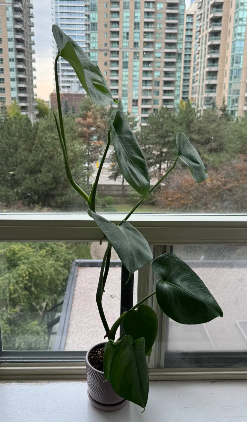 Monstera Plant in purple Pot image indicator(2)