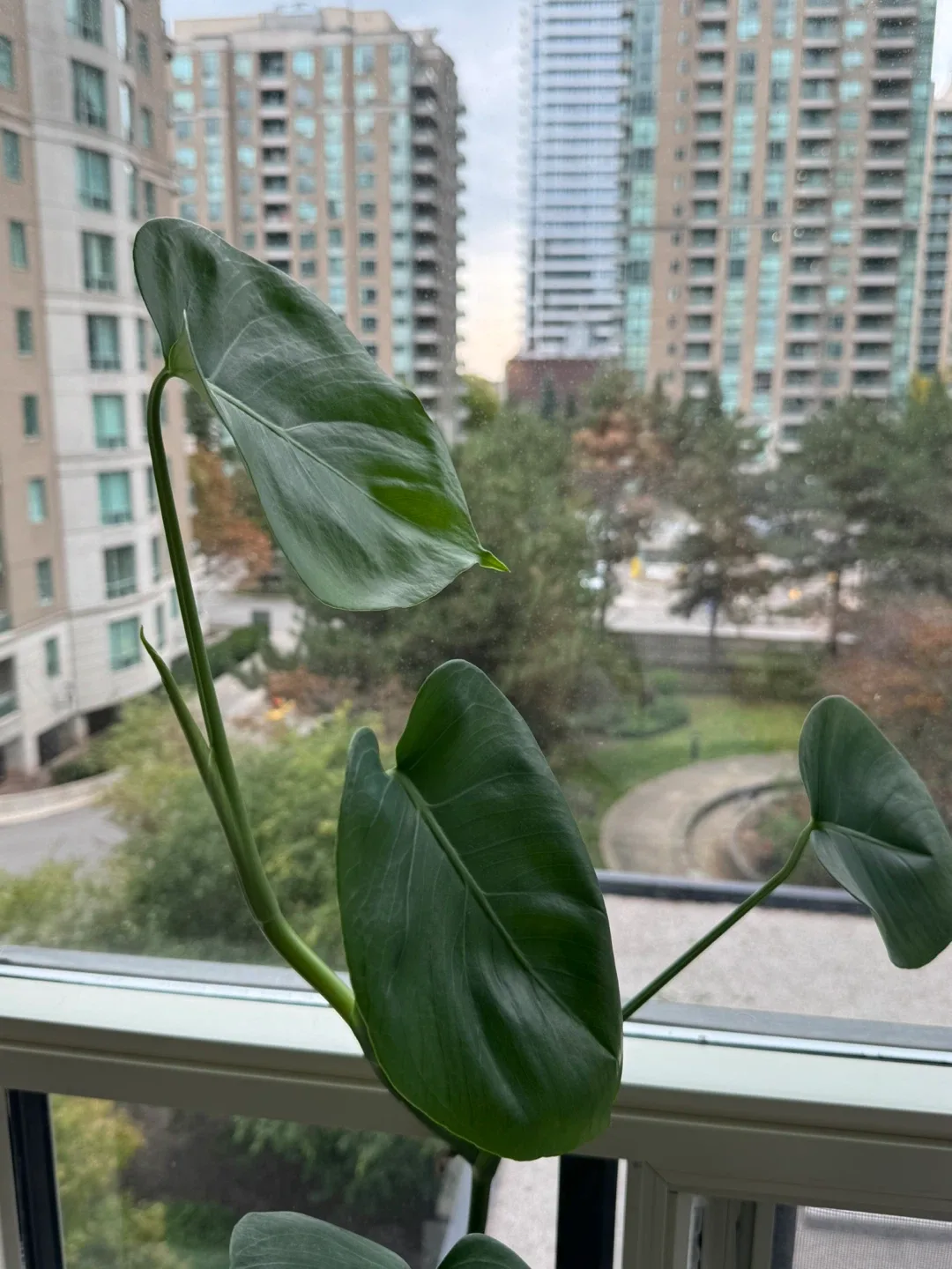 Monstera Plant in purple Pot image indicator(3)