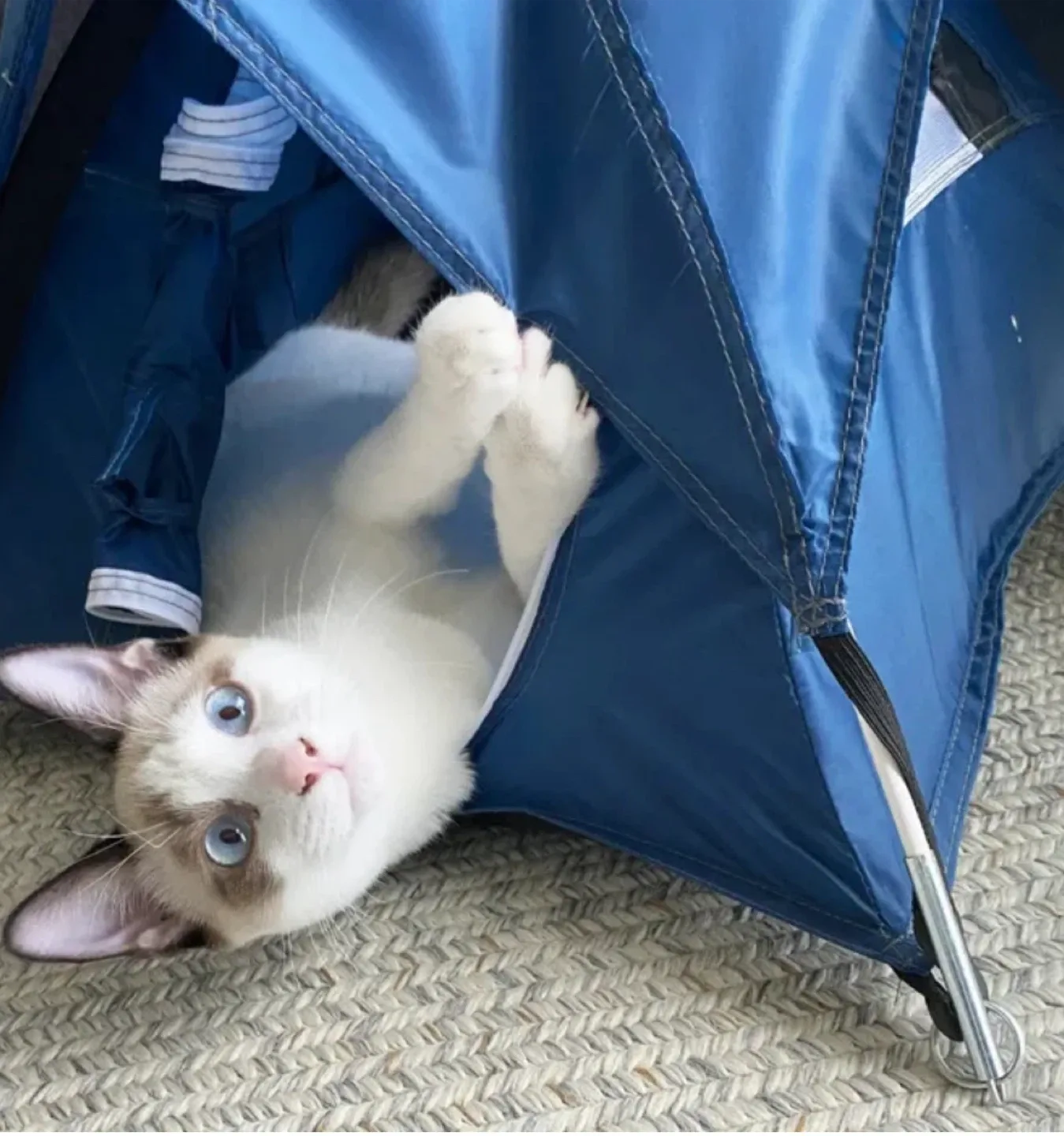 Tiny Tents Sky Blue Tiny Tent image indicator(2)