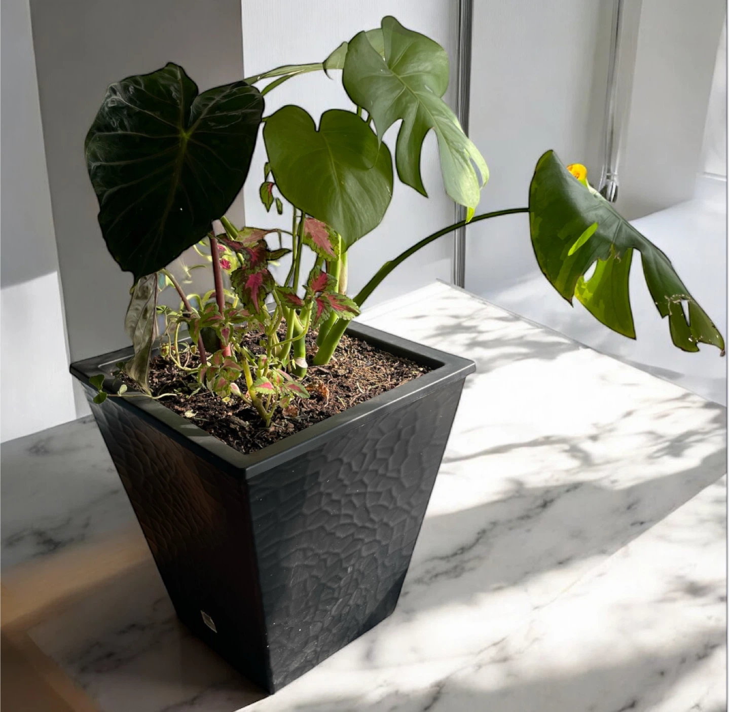 Potted Monstera/other varieties plants