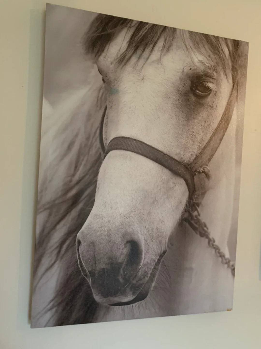 Canvas of horse thumbnail