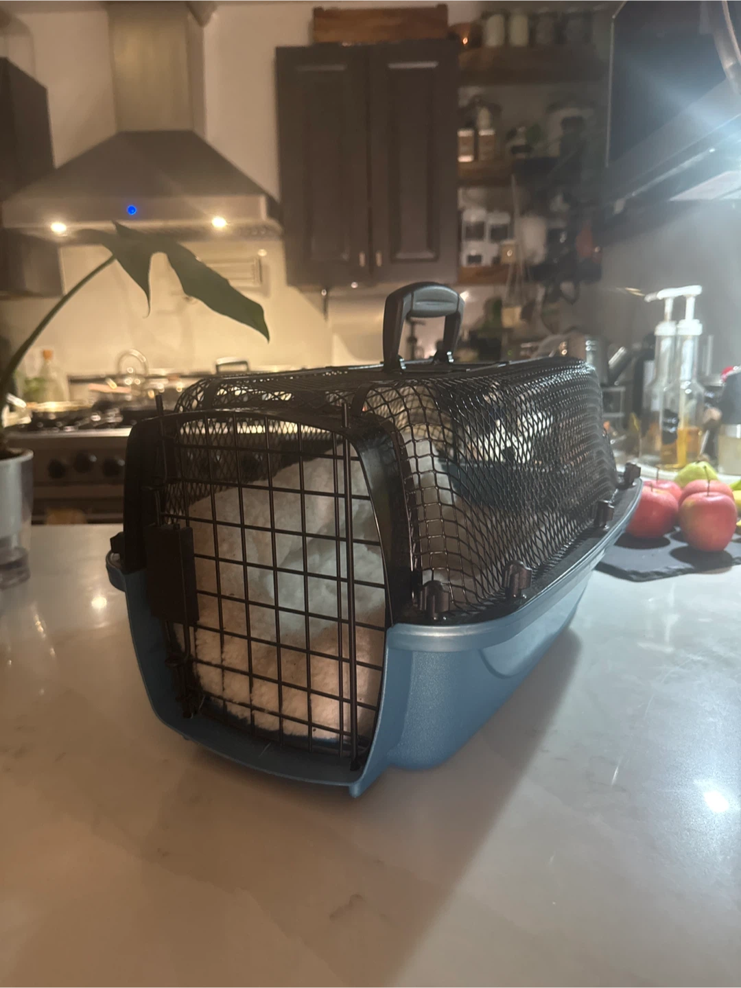 Pet Carrier - Blue - photo 2