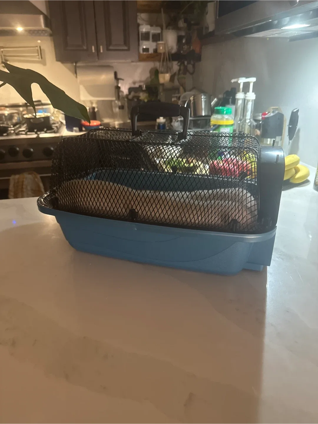 Pet Carrier - Blue thumbnail