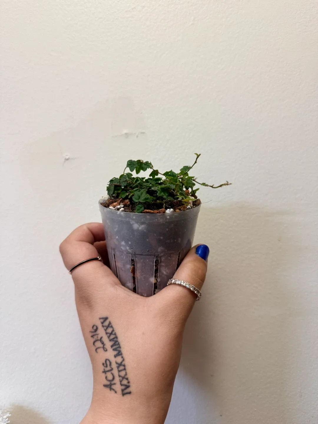 Creeping Fig Plant (String of Frogs)