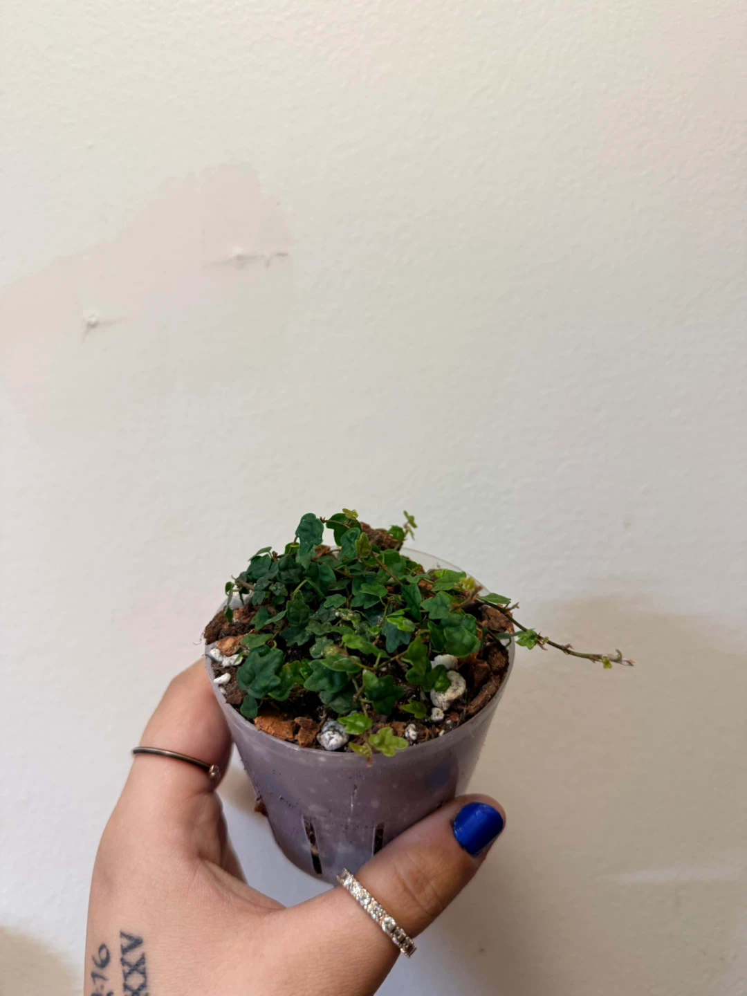 Creeping Fig Plant (String of Frogs) - photo 3