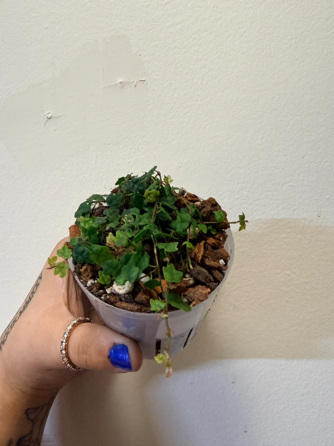 Creeping Fig Plant (String of Frogs) - photo 2