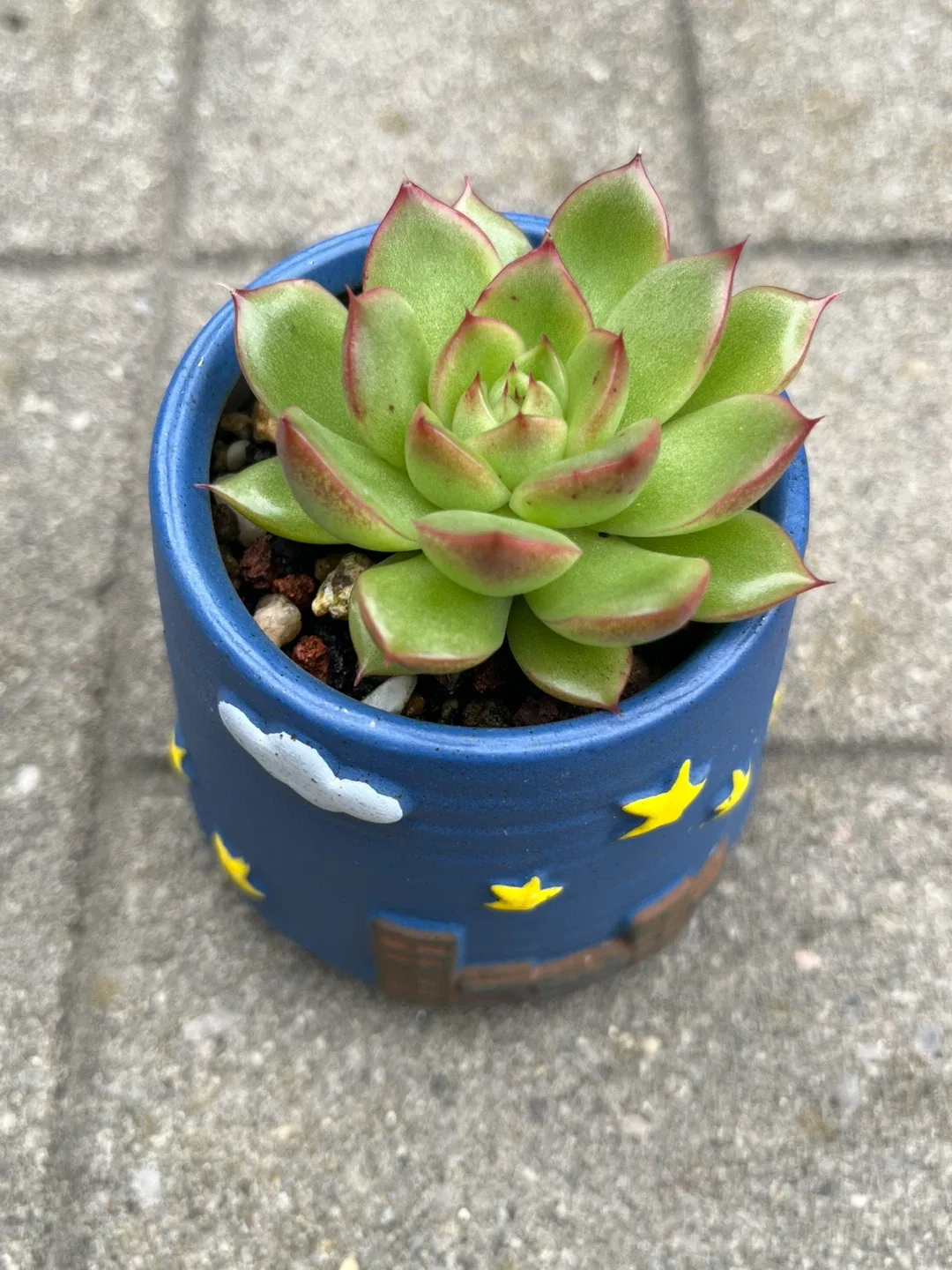 Rare Succulent in a small Blue Starry Pot image indicator(2)