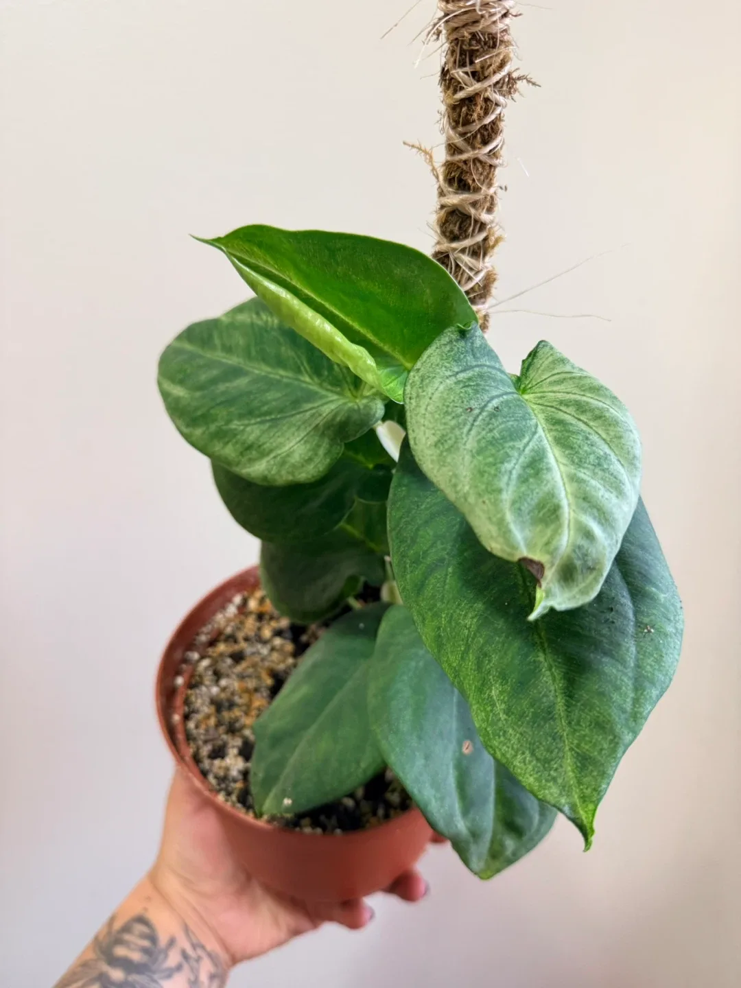 Syngonium Frosted Heart image indicator(2)