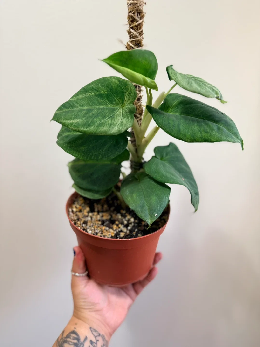 Syngonium Frosted Heart image indicator(3)