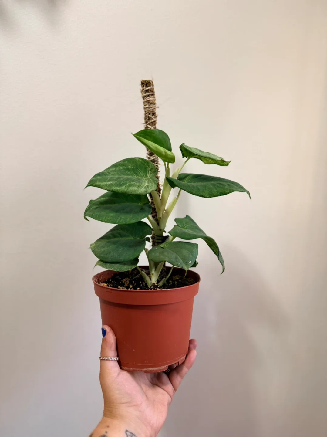 Syngonium Frosted Heart thumbnail