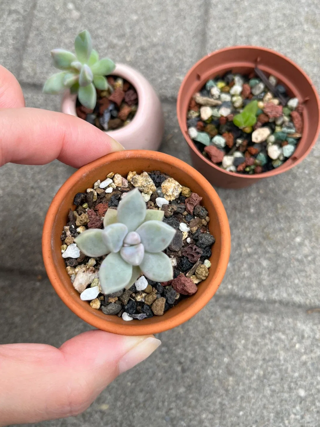 Mini succulents 3 for $10 image indicator(2)