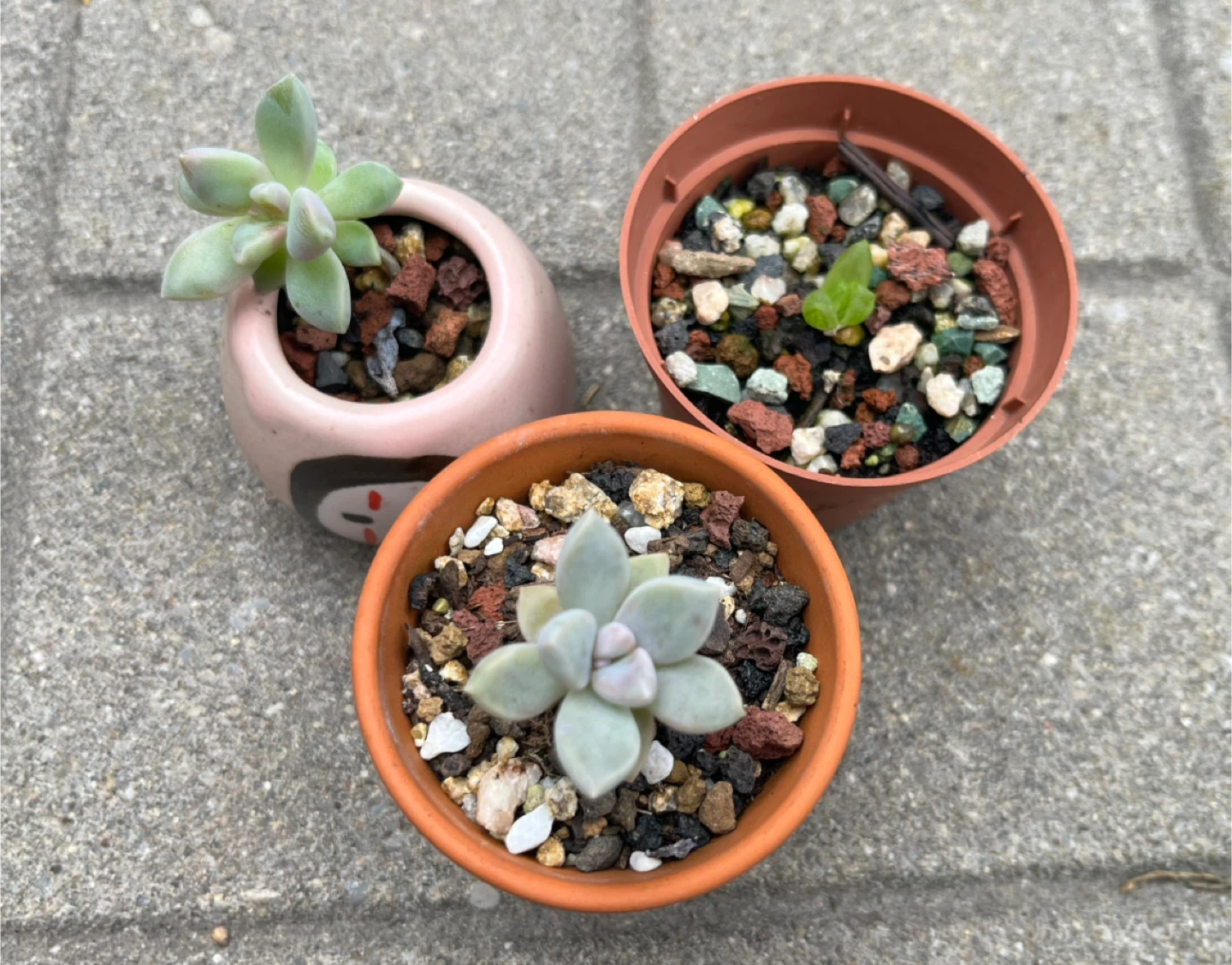 Mini succulents 3 for $10