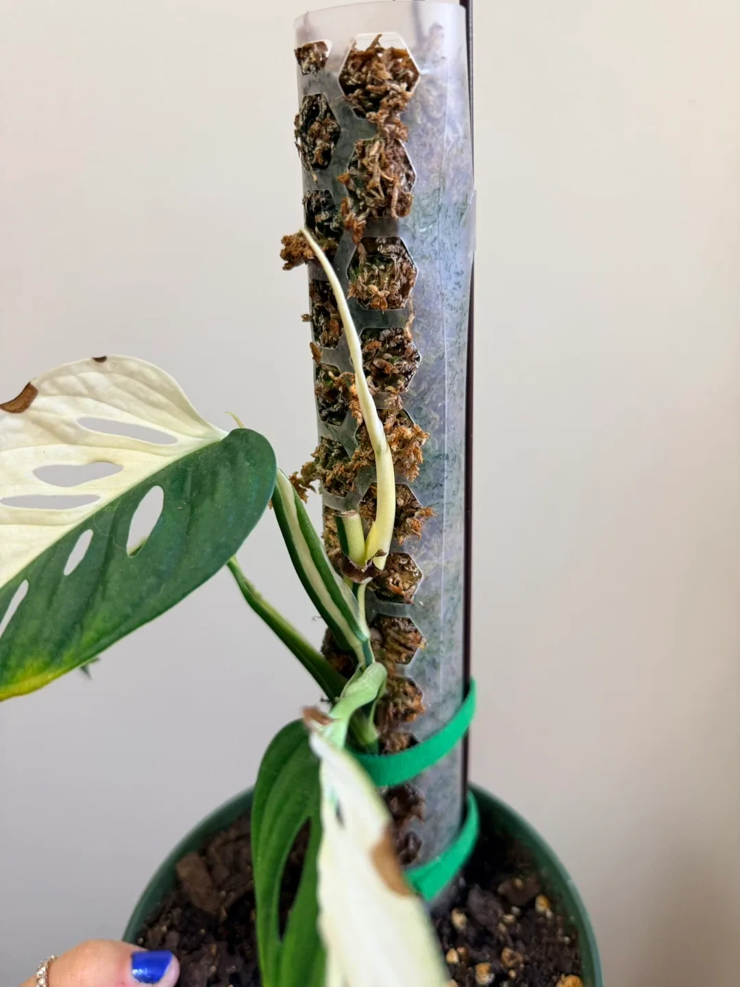 Monstera Adansonii Variegated Plant image indicator(4)