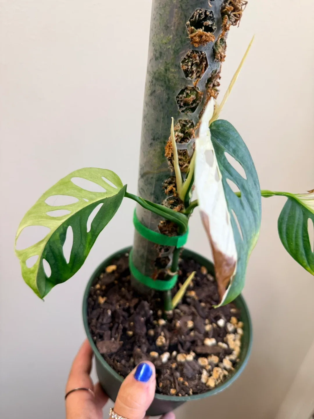 Monstera Adansonii Variegated Plant image indicator(3)