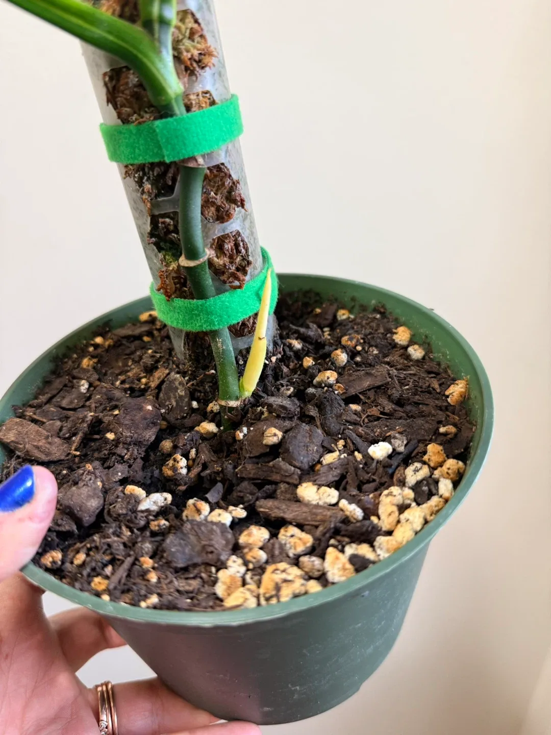 Monstera Adansonii Variegated Plant image indicator(5)