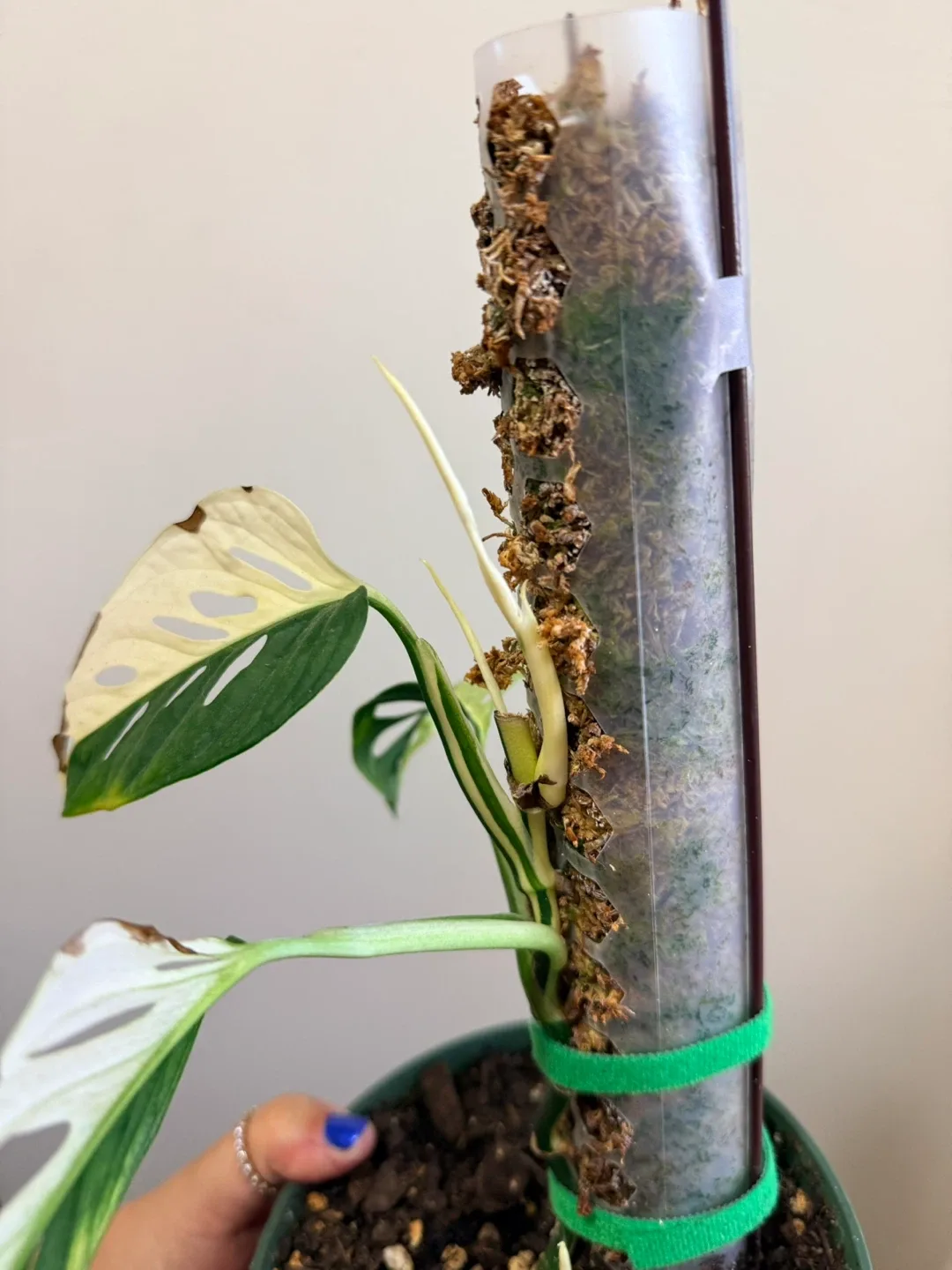 Monstera Adansonii Variegated Plant image indicator(2)