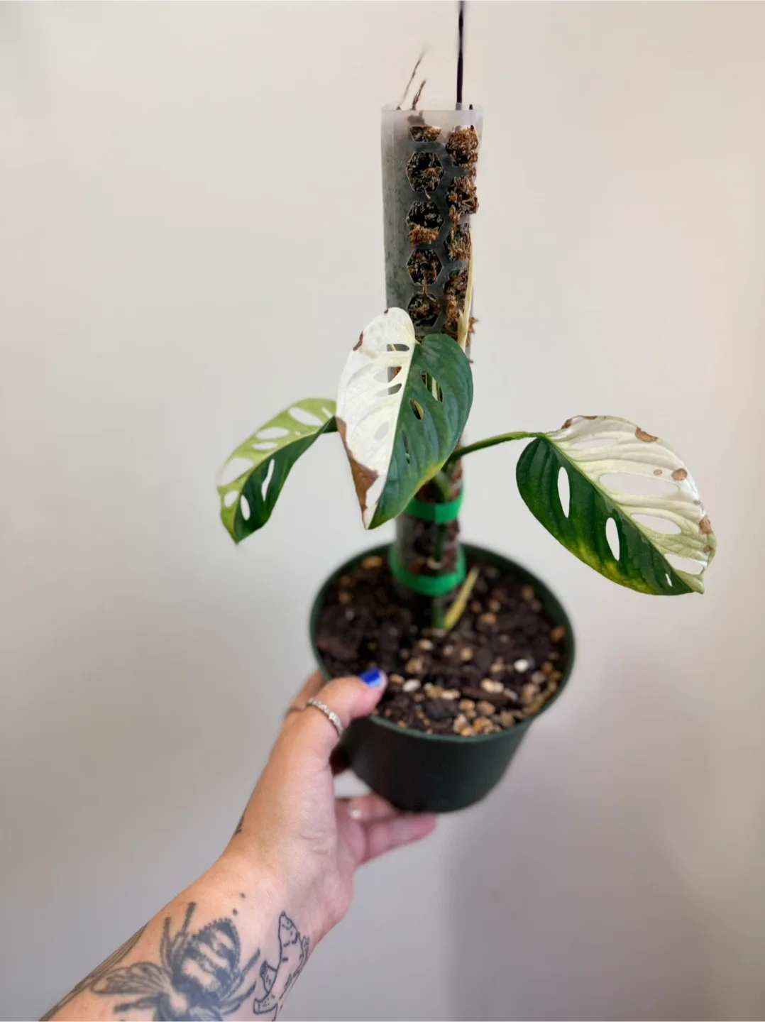 Monstera Adansonii Variegated Plant image indicator(6)