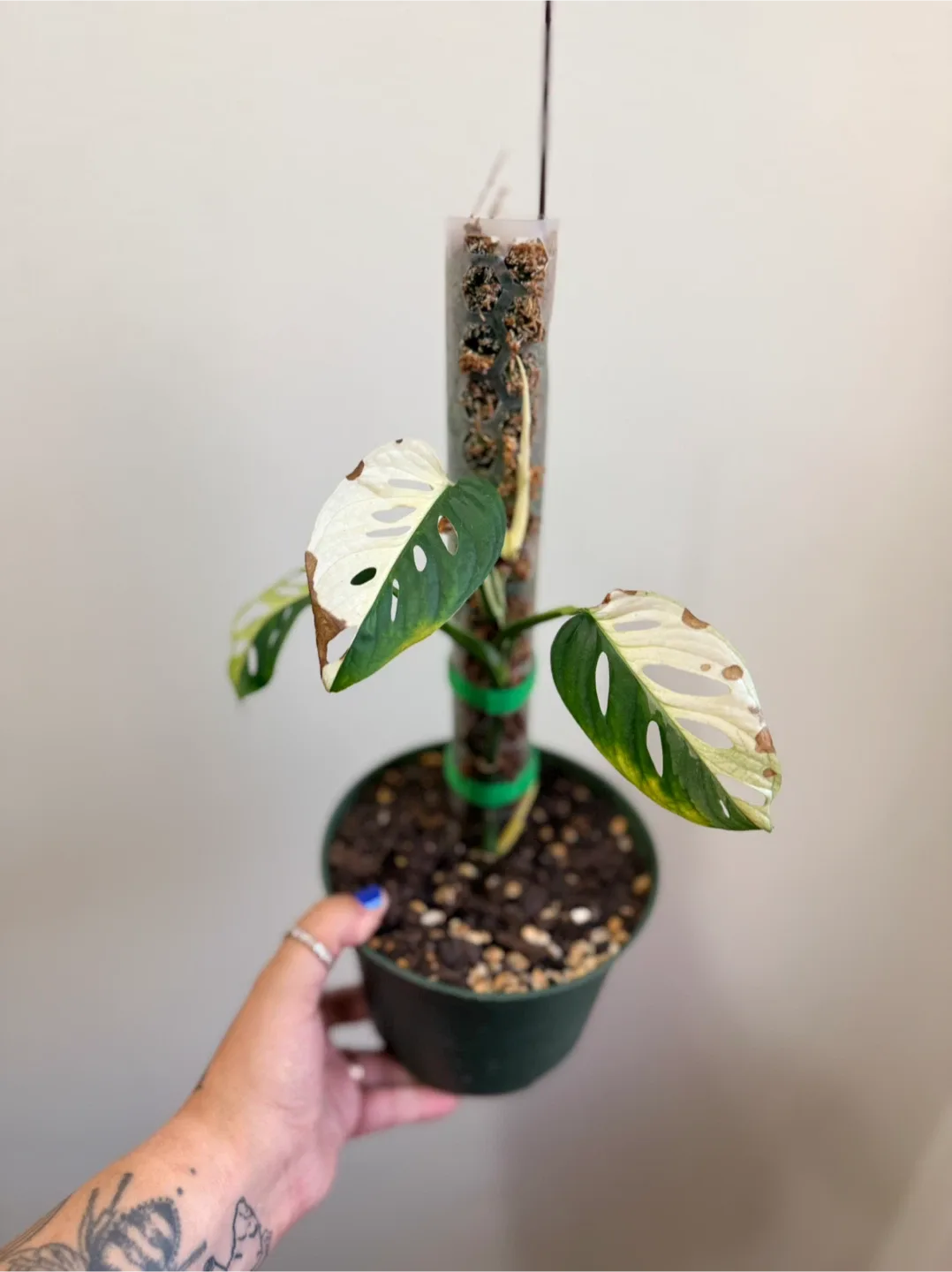 Monstera Adansonii Variegated Plant thumbnail