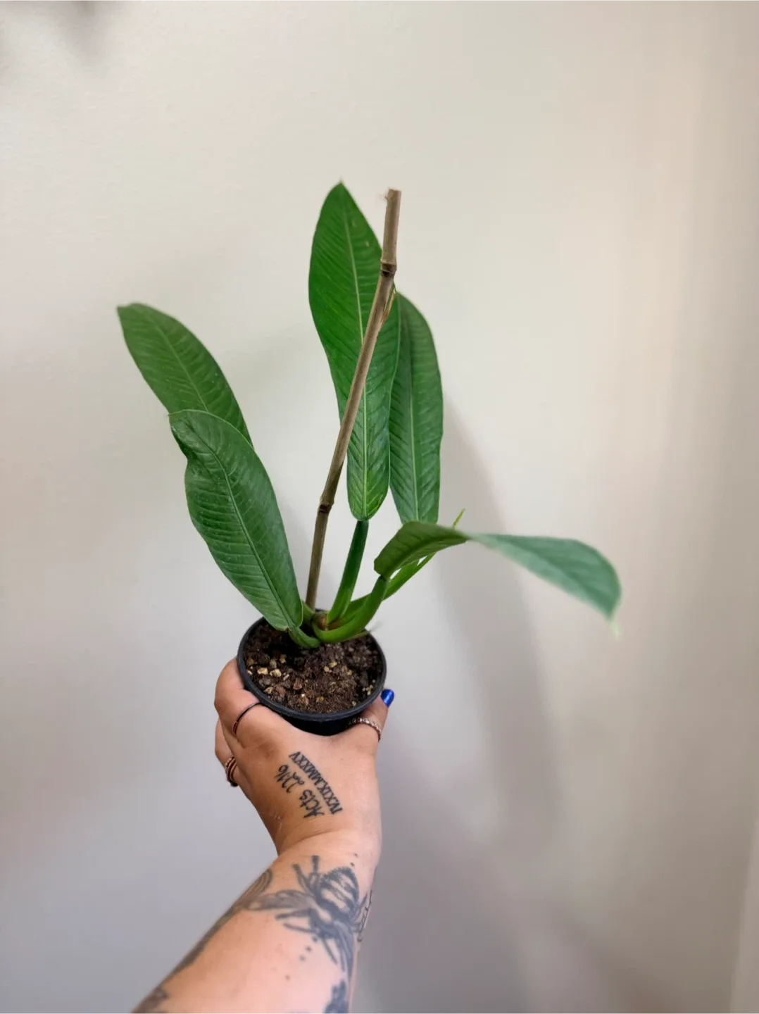 Philodendron Lynette Campii