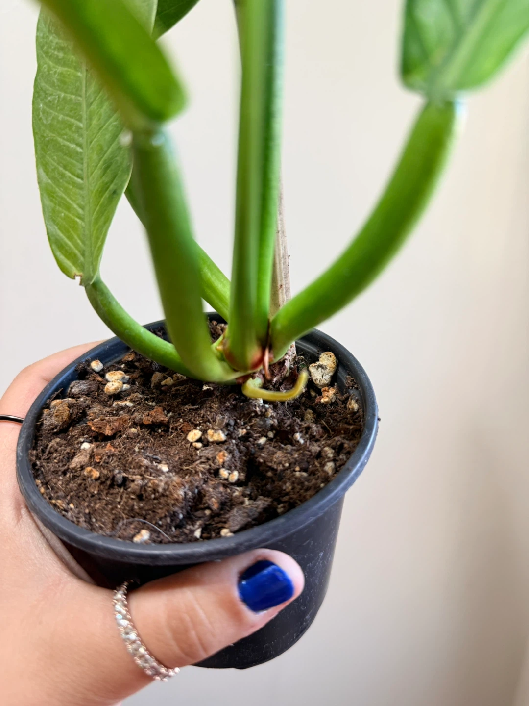 Philodendron Lynette Campii - photo 2