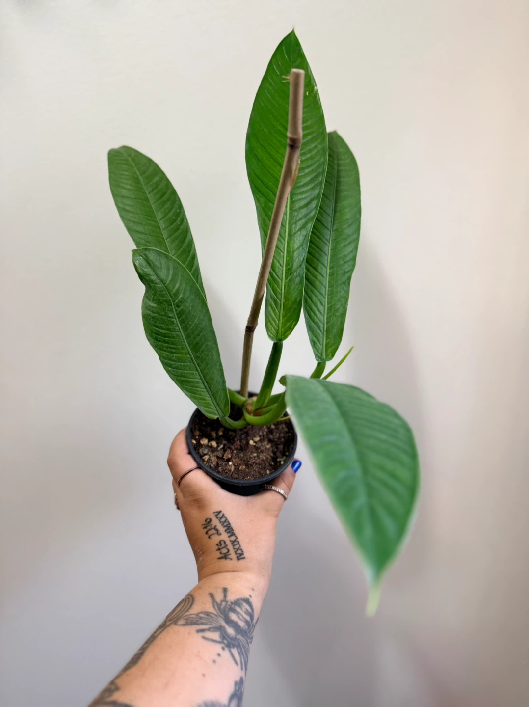 Philodendron Lynette Campii - photo 4