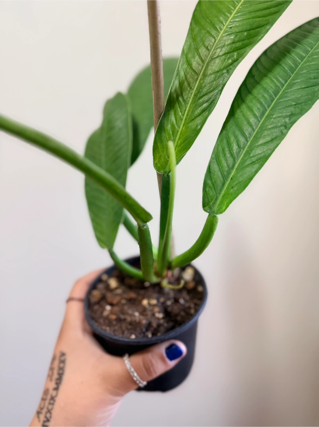 Philodendron Lynette Campii - photo 3
