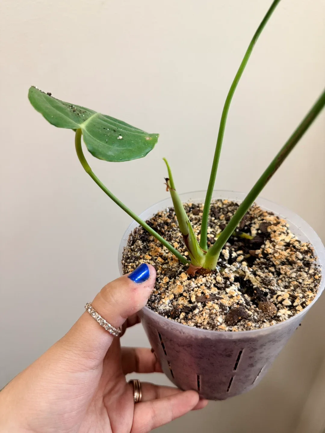 Anthurium Plant - King Vetchii thumbnail