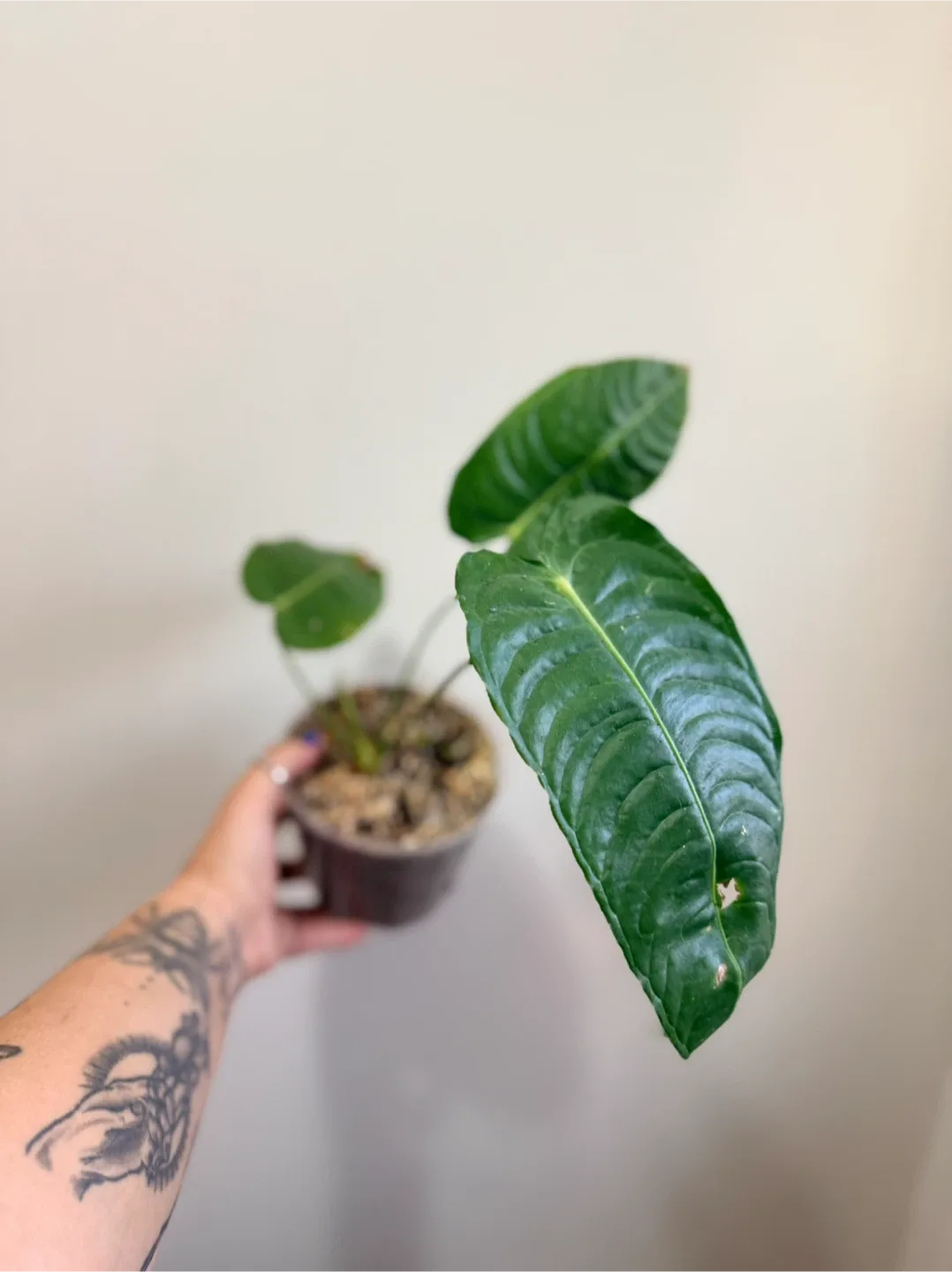 Anthurium Plant - King Vetchii image indicator(3)