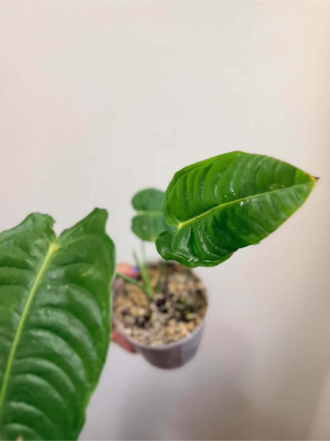 Anthurium Plant - King Vetchii image indicator(2)