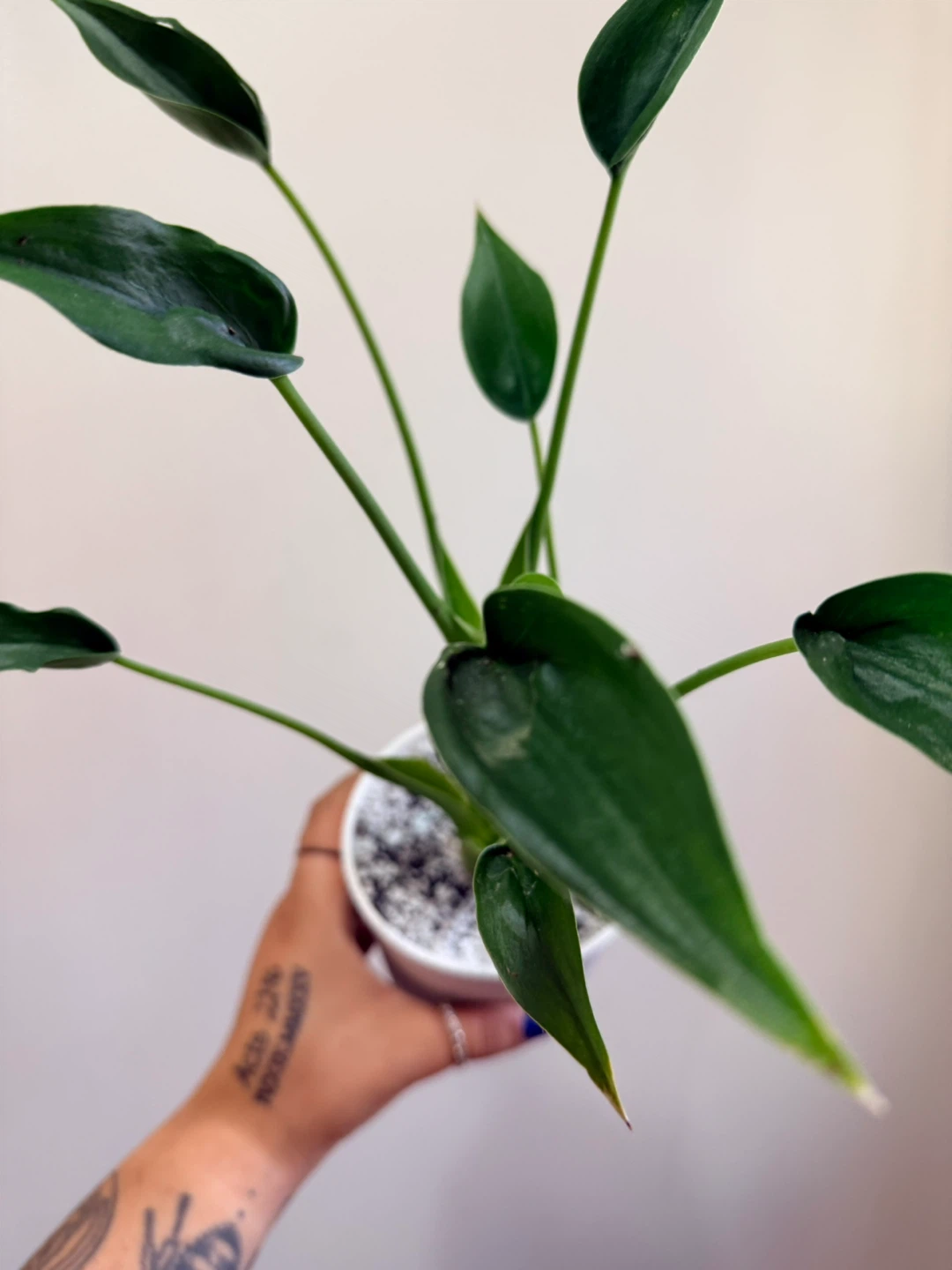 Alocasia Tiny Dancer - photo 2