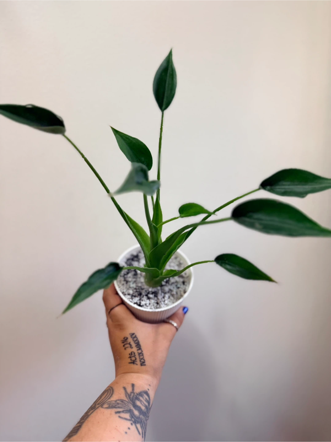 Alocasia Tiny Dancer - photo 3