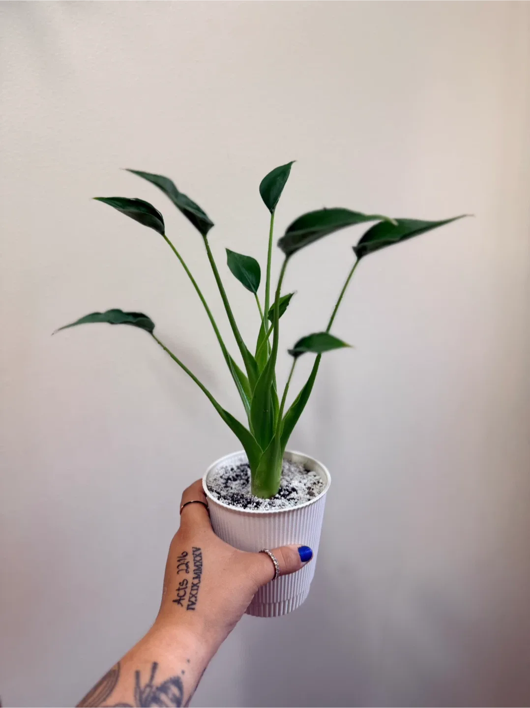Alocasia Tiny Dancer
