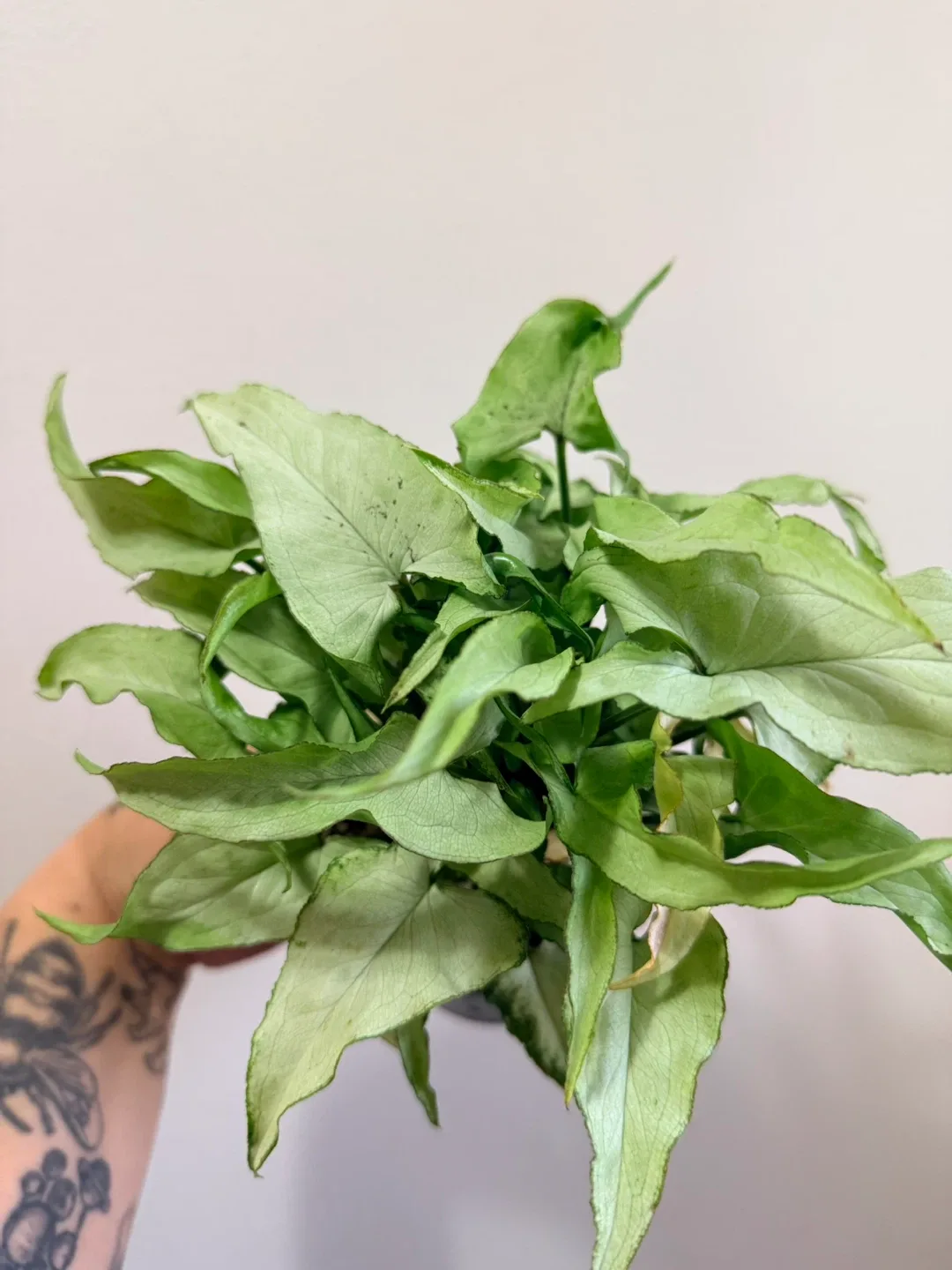 Syngonium ‘Silver Fox’ Plant image indicator(3)