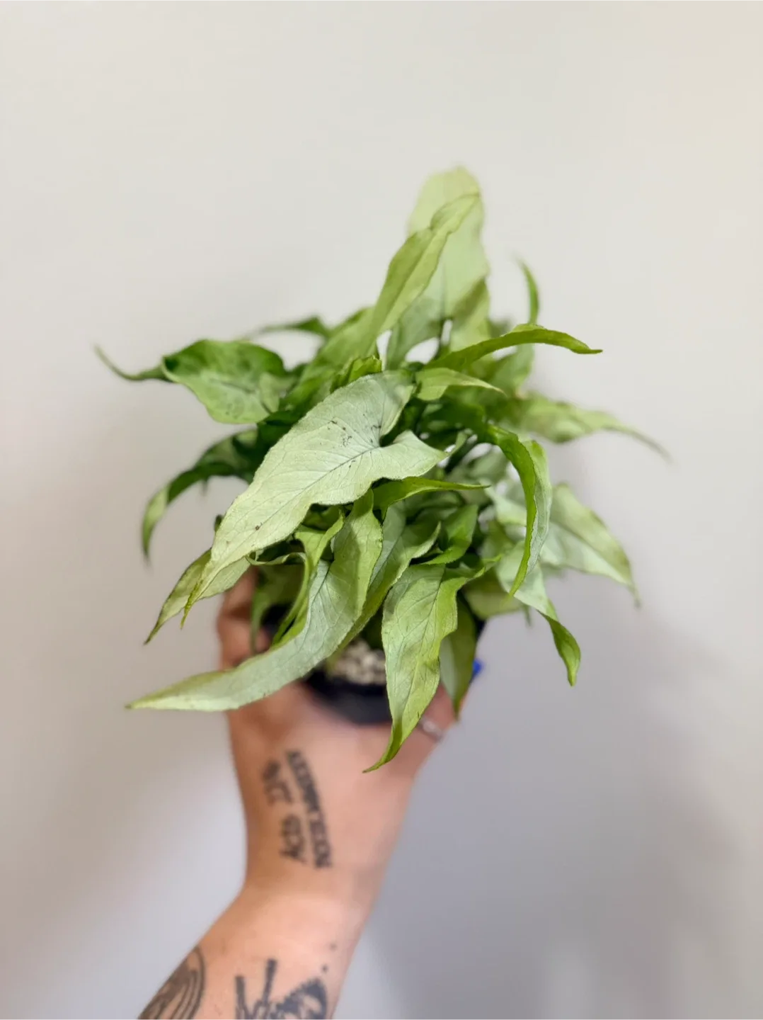 Syngonium ‘Silver Fox’ Plant image indicator(2)