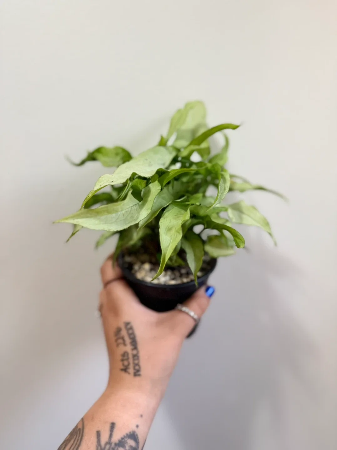 Syngonium ‘Silver Fox’ Plant thumbnail