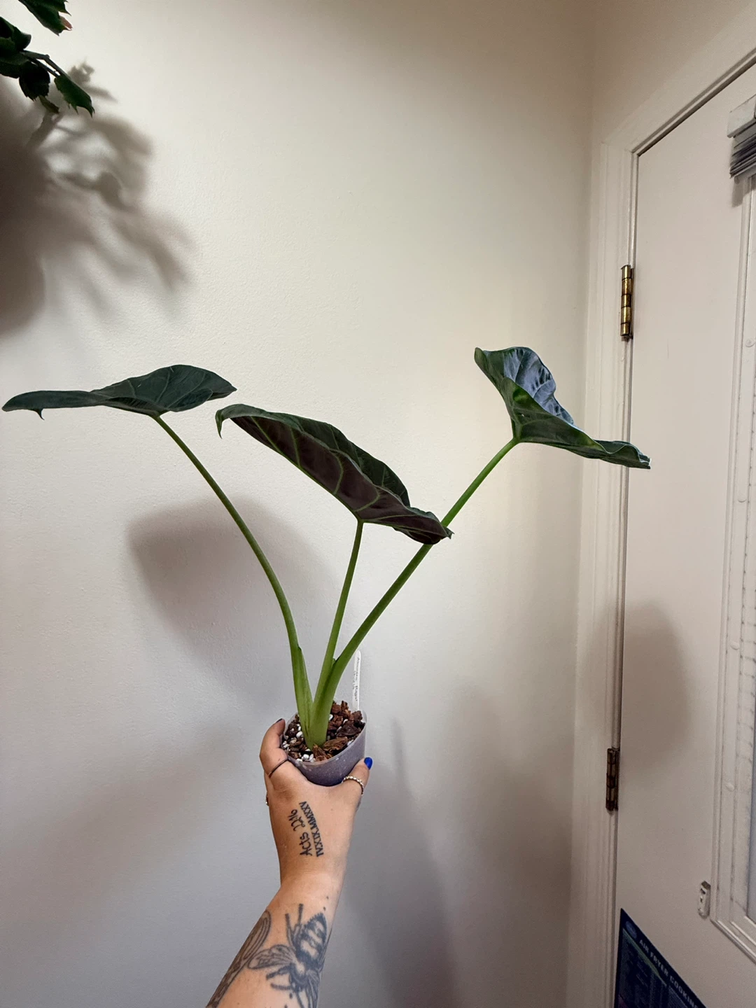 Alocasia ‘Regal Shield’ Plant - photo 2