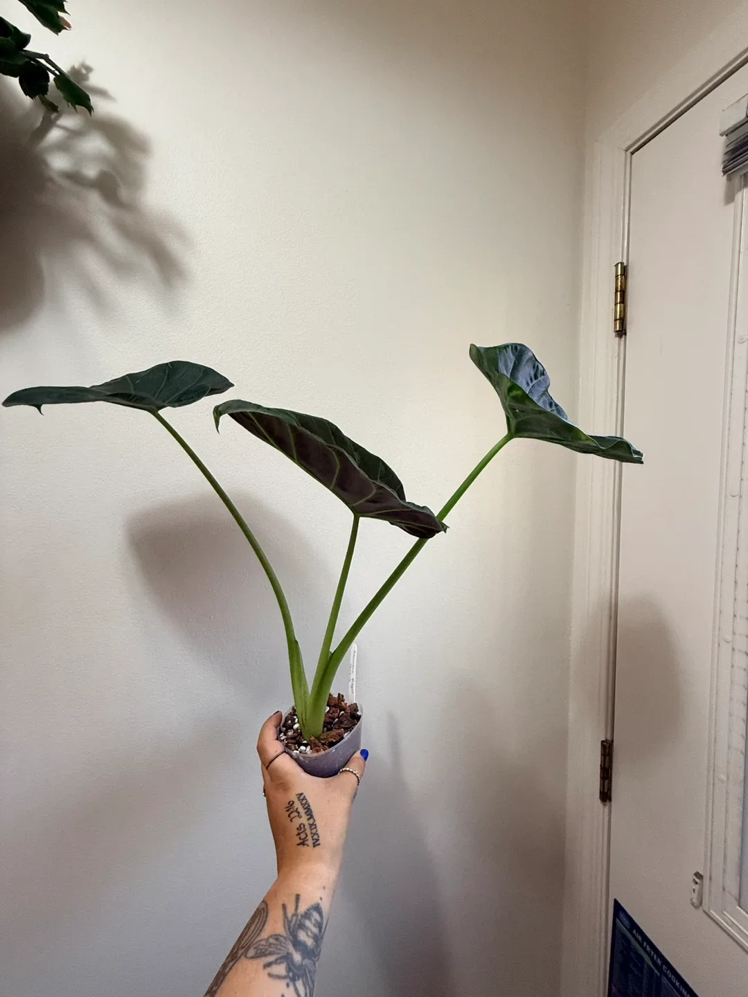 Alocasia ‘Regal Shield’ Plant image indicator(2)