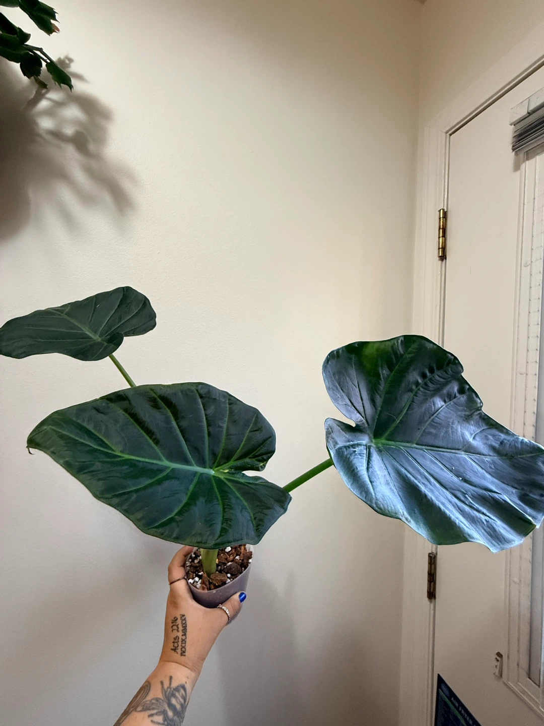 Alocasia ‘Regal Shield’ Plant - photo 3