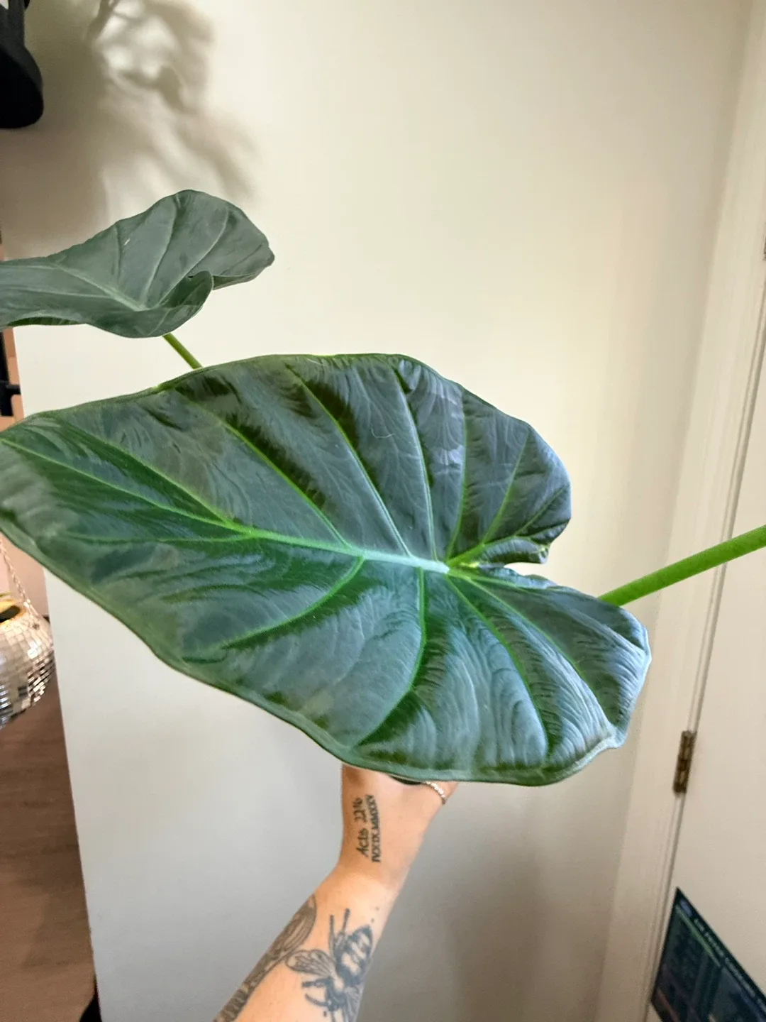 Alocasia ‘Regal Shield’ Plant