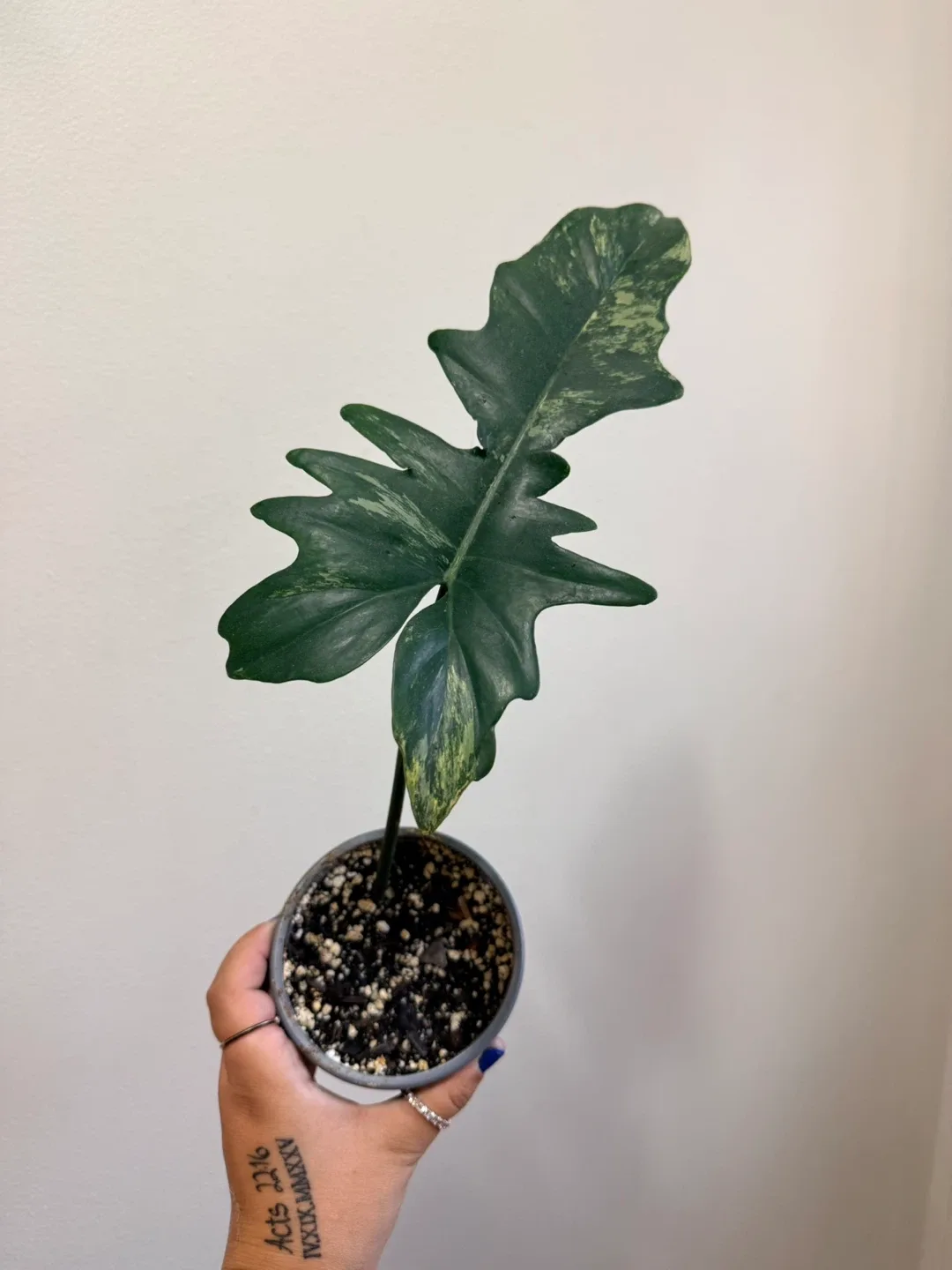 Philodendron Xanadu Variegated thumbnail