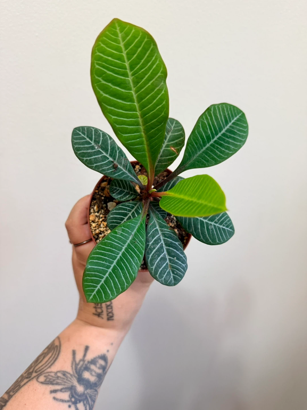 Euphorbia Leuconeura Madagascar Jewel Plant - photo 2