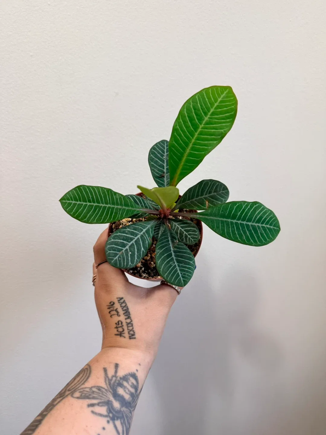 Euphorbia Leuconeura Madagascar Jewel Plant image indicator(3)