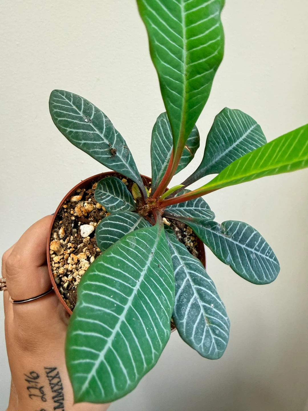 Euphorbia Leuconeura Madagascar Jewel Plant