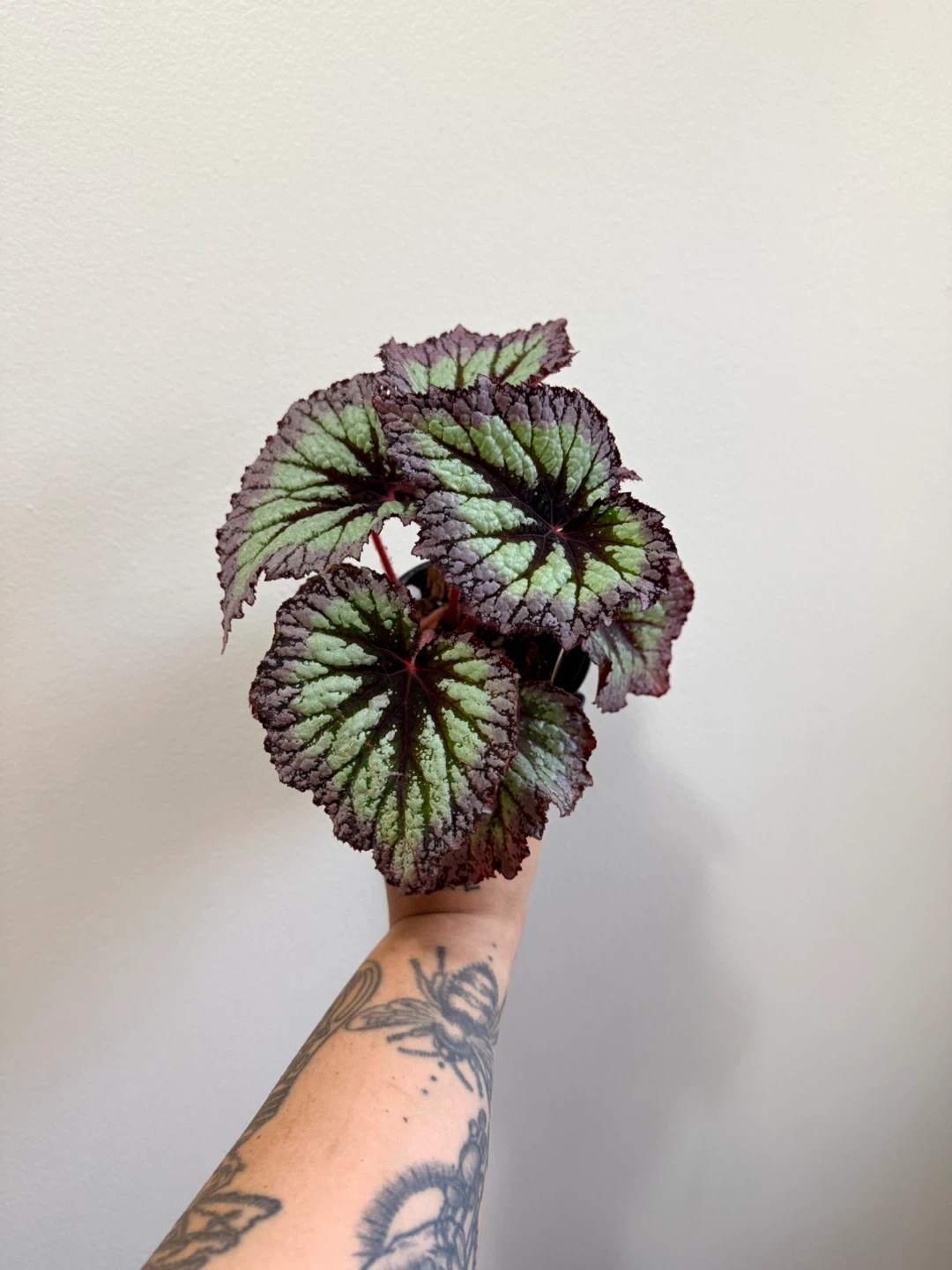 Begonia Rex Houseplant - photo 4