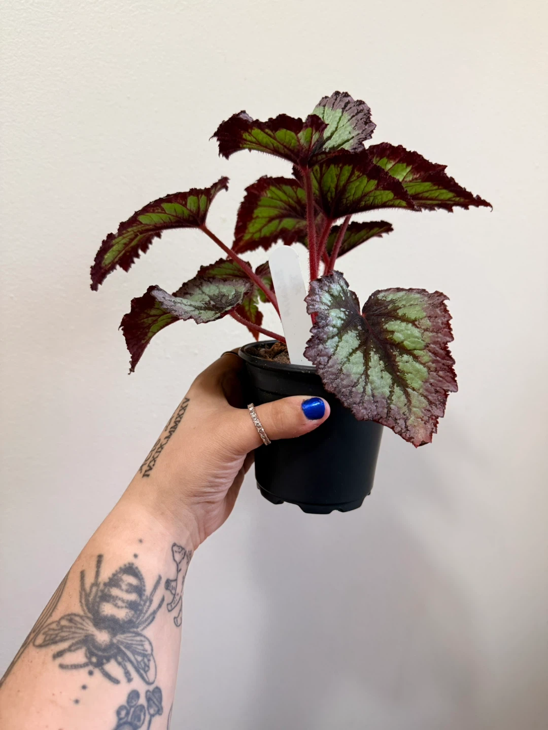 Begonia Rex Houseplant - photo 3
