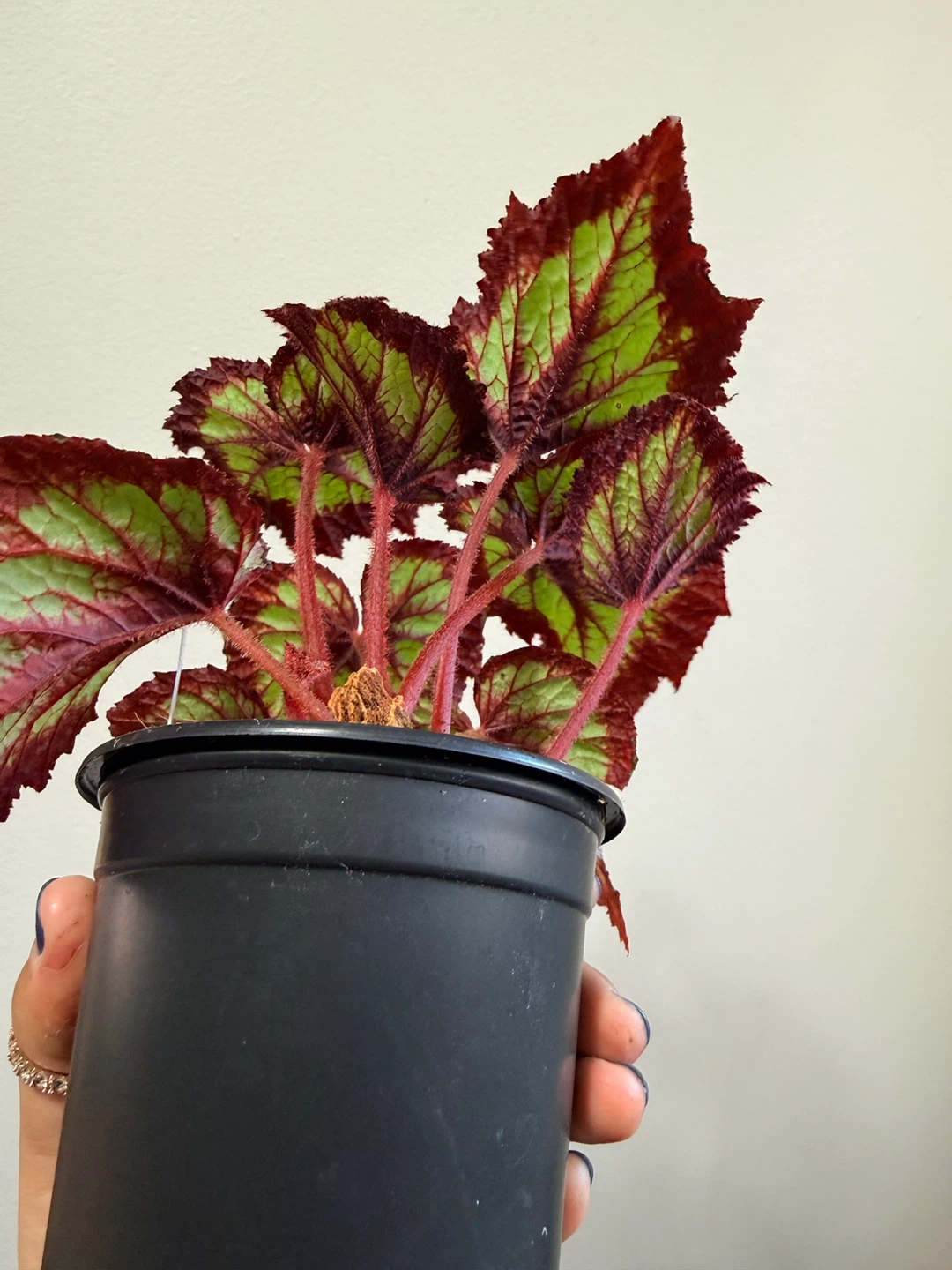 Begonia Rex Houseplant - photo 2