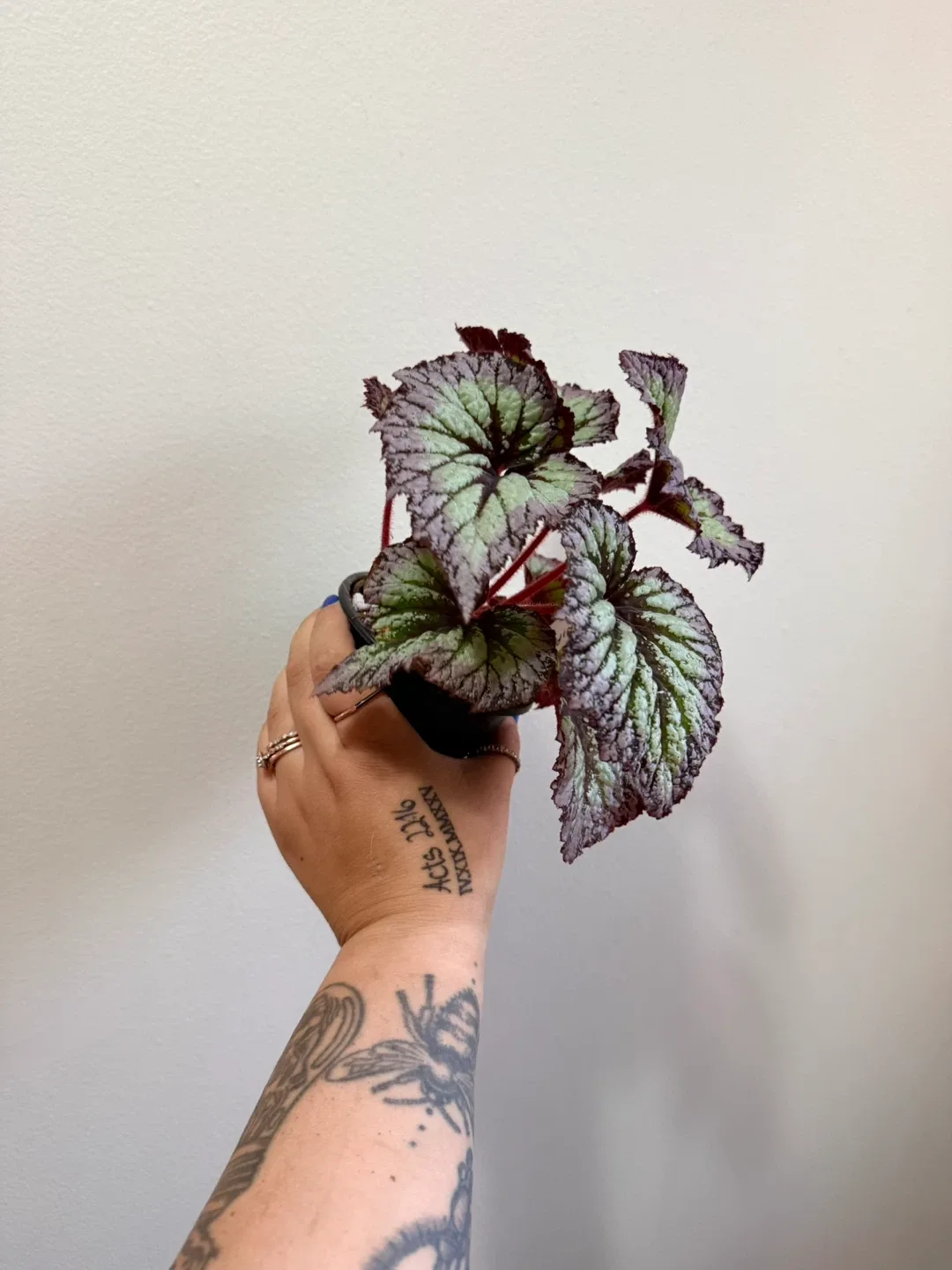 Begonia Rex Houseplant