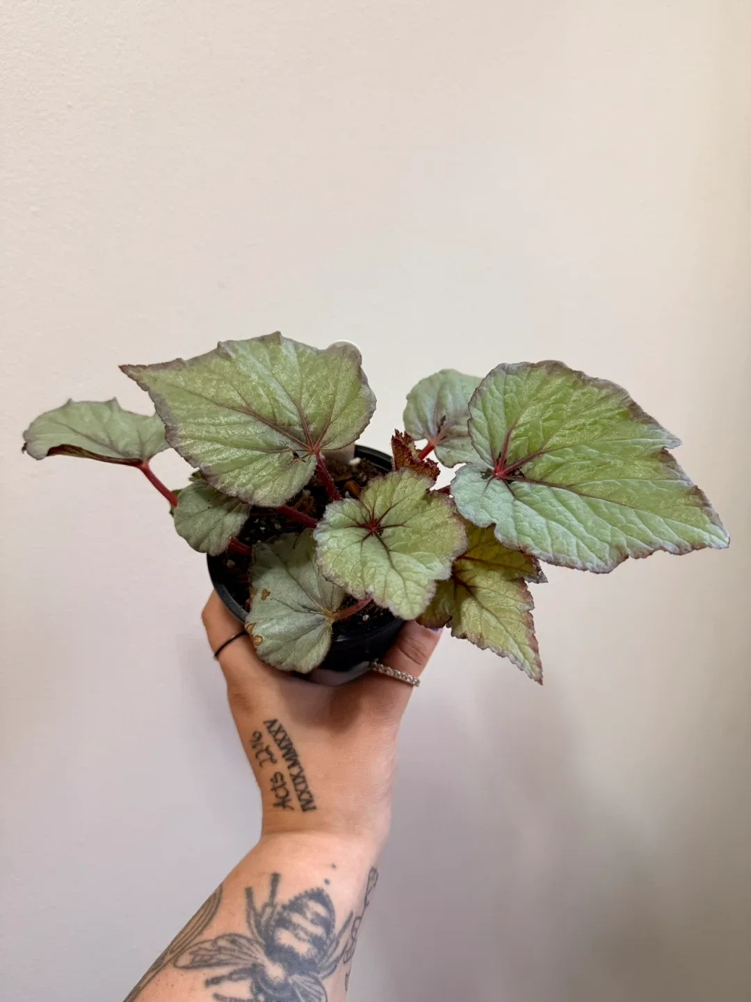 Begonia Plant thumbnail